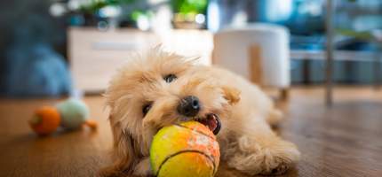 Ein Hund spielt mit seinem Ball.