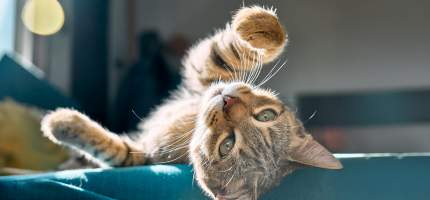 Eine junge Katze liegt auf dem Sofa in der Sonne.