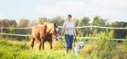 Eine Frau führt ein Pferd und einen Hund über ein Feld.