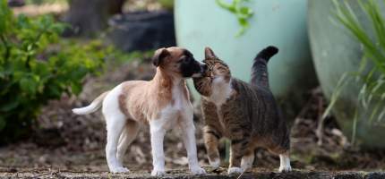 Katze kuschelt mit Hund.