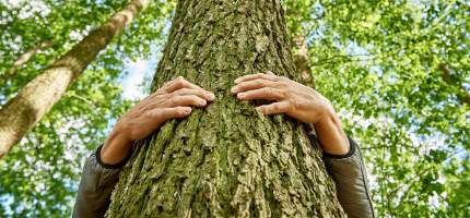 Eine Person umarmt einen Baum