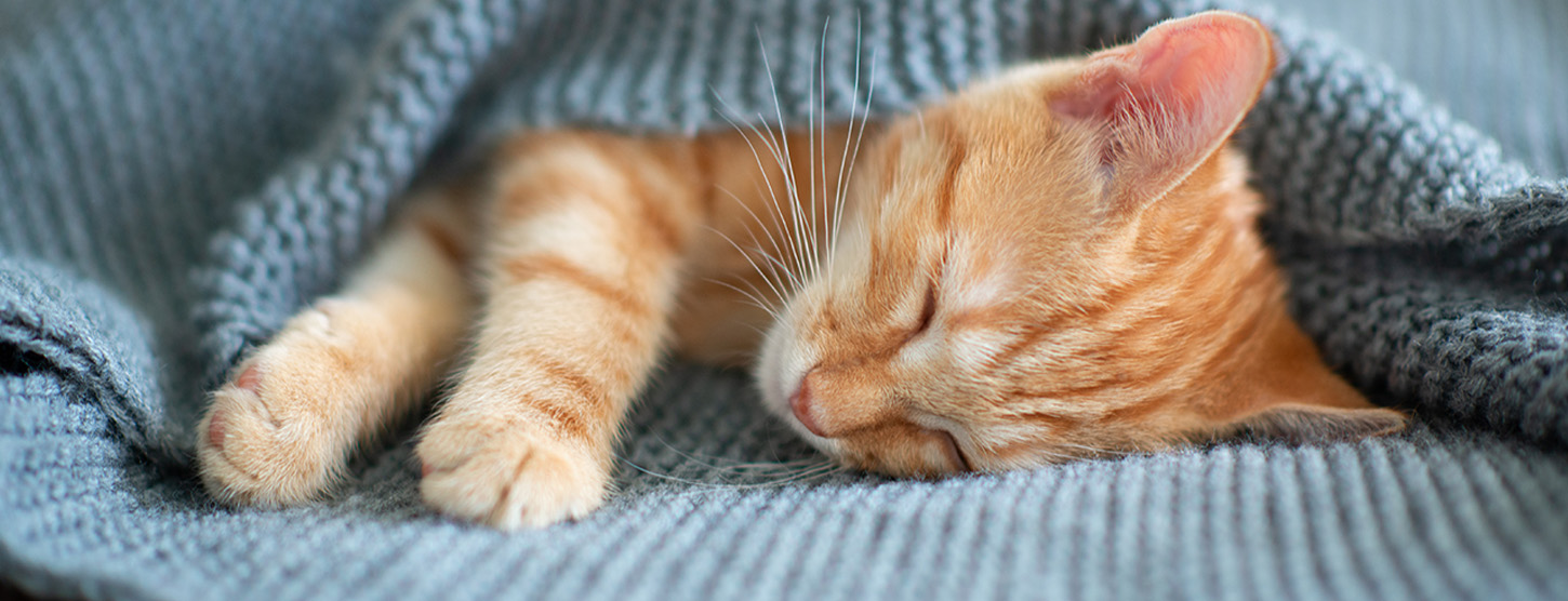 Eine schlafende junge rote Katze unter einer Decke.