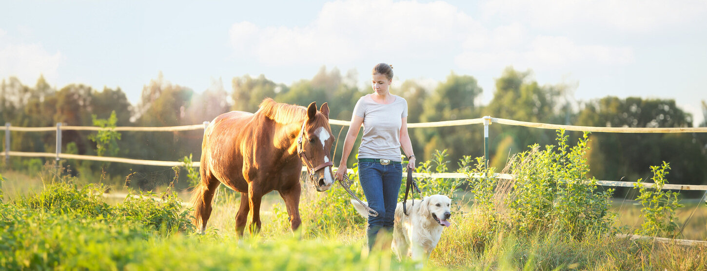 Eine Frau führt ein Pferd und einen Hund über ein Feld.
