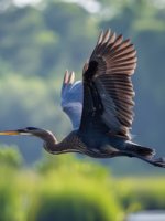 Ein Reiher fliegt über ein Moor.