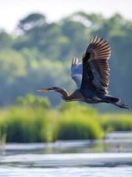 Reiher fliegt über einen See.