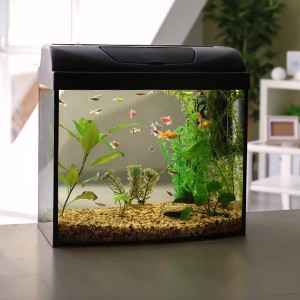 Ein Aquarium mit Goldfischen.