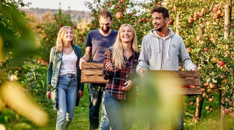 Junge Ehrenamtliche auf einer Obstplantage