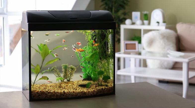 Ein Aquarium mit Fischen im Wohnzimmer.