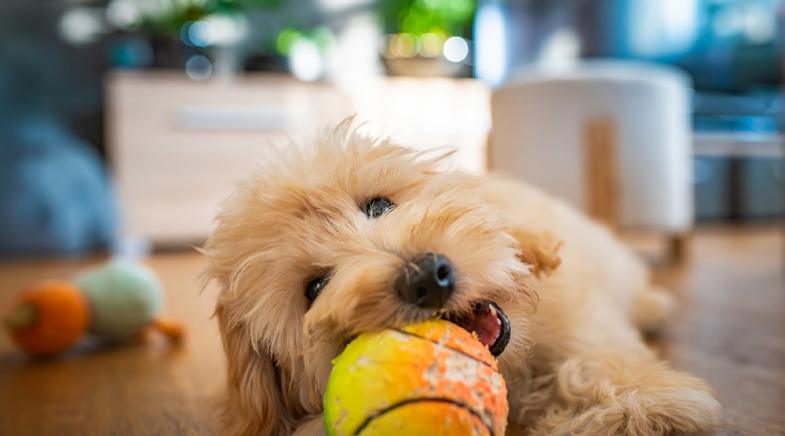 Ein Hund spielt mit seinem Ball.