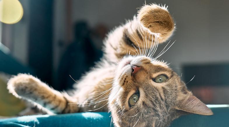Eine junge Katze liegt auf dem Sofa in der Sonne.