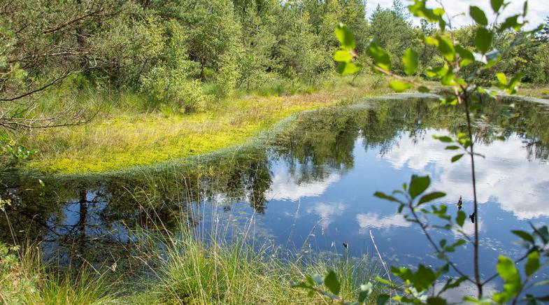 Die Wasserfläche eines Moors.