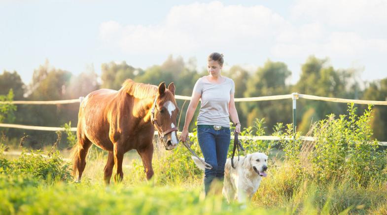 Eine Frau führt ein Pferd und einen Hund über ein Feld.