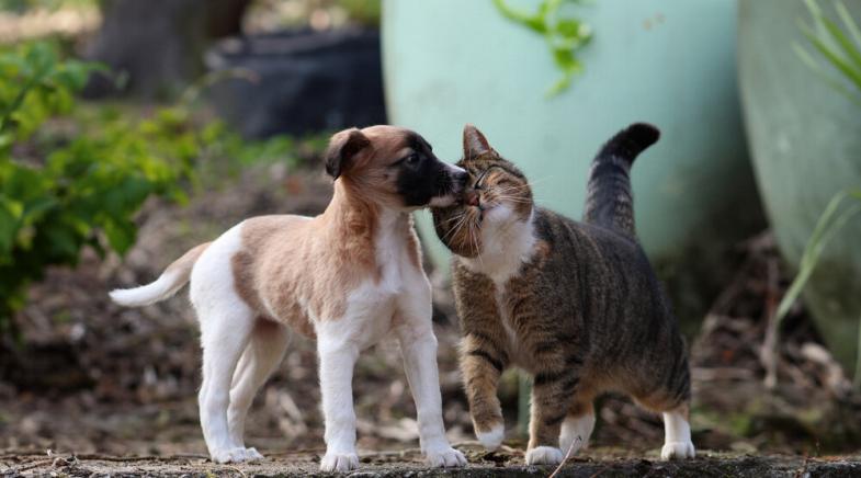 Katze kuschelt mit Hund.