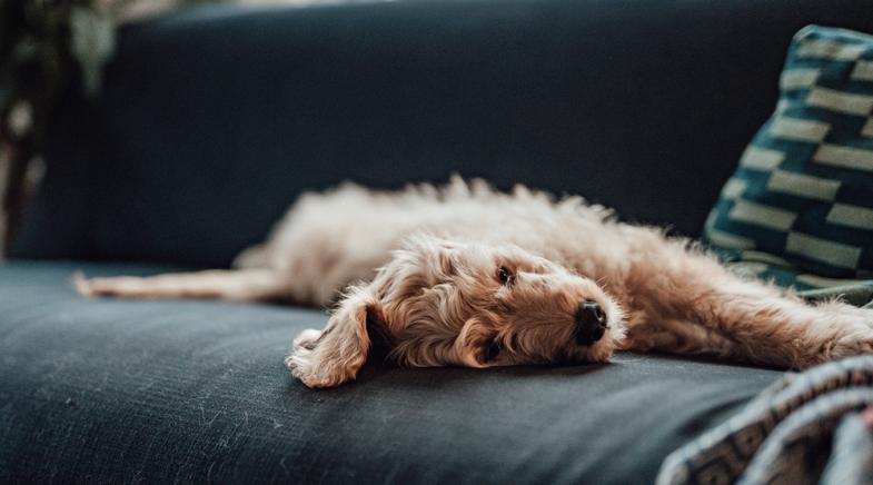 Ein Hund liegt auf einem Sofa.
