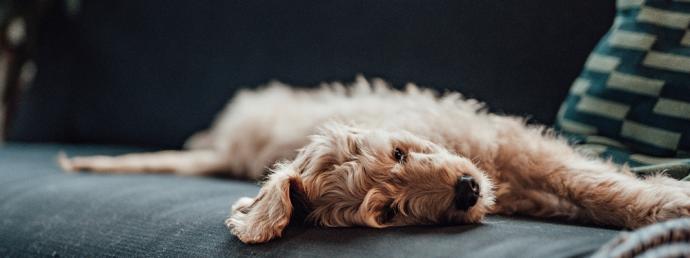 Ein Hund liegt auf einem Sofa.