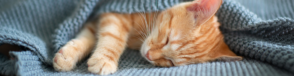 Eine schlafende junge rote Katze unter einer Decke.